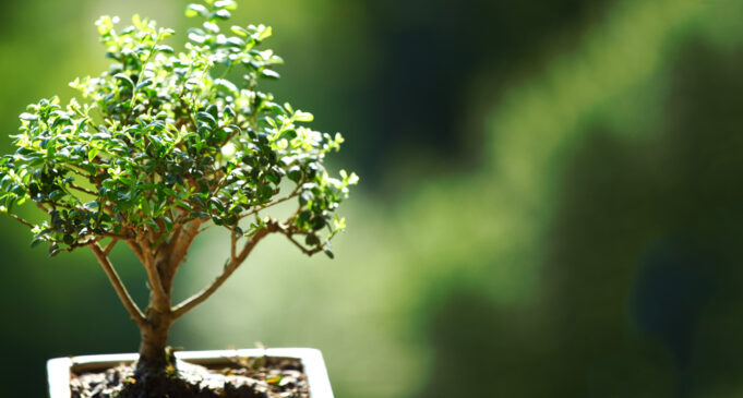 Important Things You Need to Know About Bonsai Plants