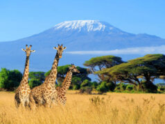 Kenya’s Most Photogenic Places: A Visual Delight for Travelers Kenya