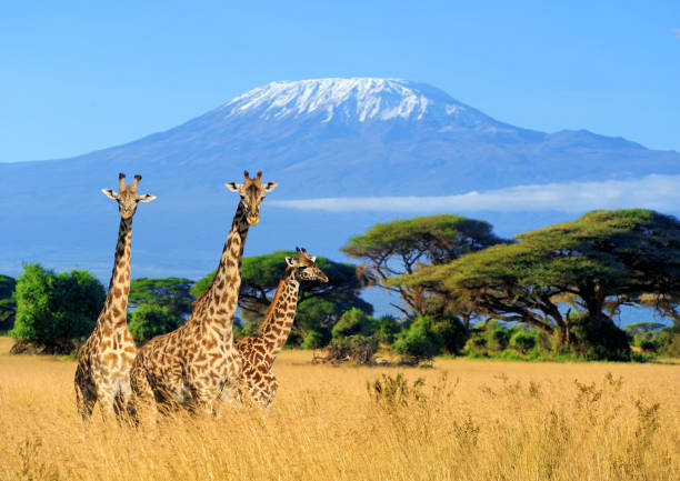 Kenya’s Top 3 Most Photogenic Travel Destinations Kenya