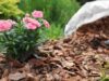 How Mulch Contributes to Moisture Retention in Garden Beds Mulch for Moisture Retention