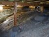 Crawl Space Mold vs. Basement Mold: What’s the Difference? Crawl Space