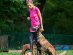 How Working Dog Training Builds Reliable Performance Under Pressure Working dog training