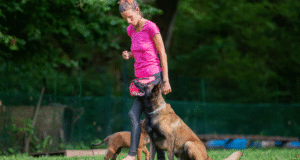 How Working Dog Training Builds Reliable Performance Under Pressure Working dog training
