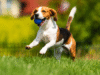 How Pet Waste Removal Keeps Parks Clean and Safe for All Pet Waste Removal