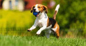 How Pet Waste Removal Keeps Parks Clean and Safe for All Pet Waste Removal