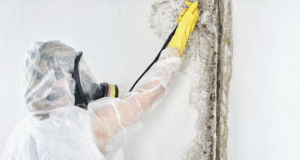 How Mold Removal Experts Protect Homes from Future Mold Growth Protect Homes